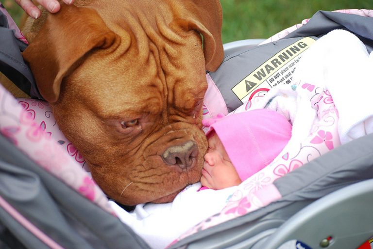Bichos de estimação – Cães e bebês recém nascidos
