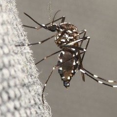 Zika é detectado em duas grávidas