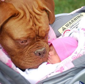 Bichos de estimação - Cães e bebês recém nascidos