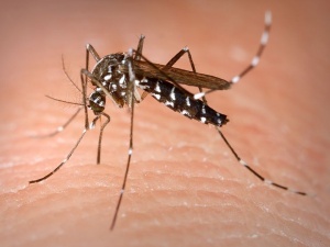 Cuidado com a Dengue