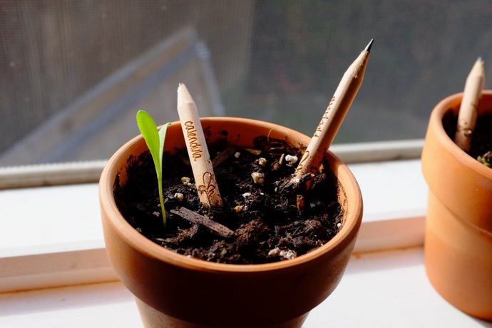 Lápis para Plantar - Lápis Ecológico Sprout sustentável