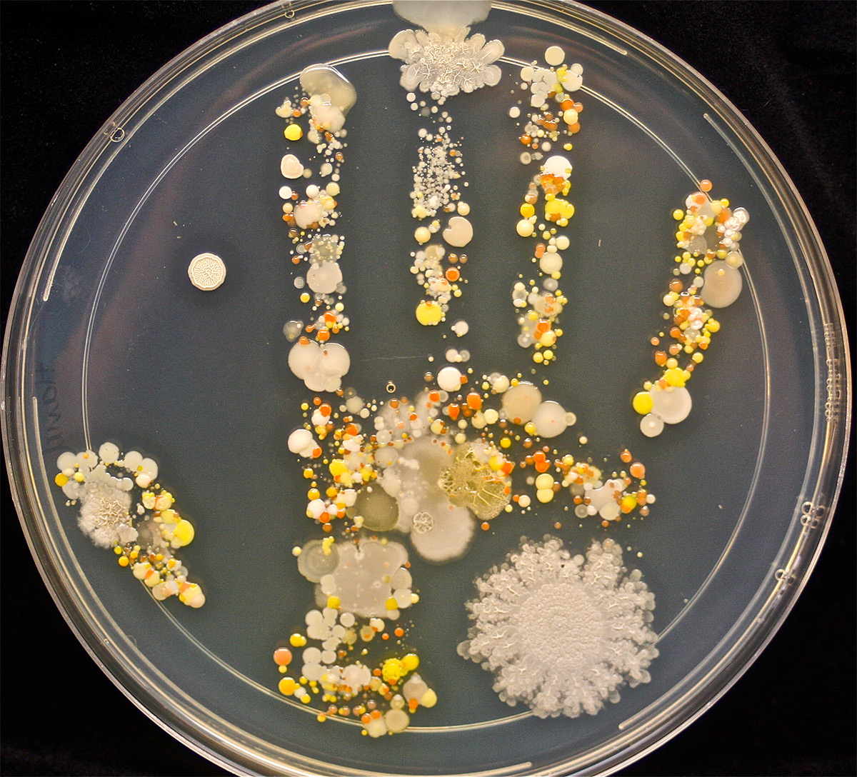 As bactérias da impressão da mão de uma criança
